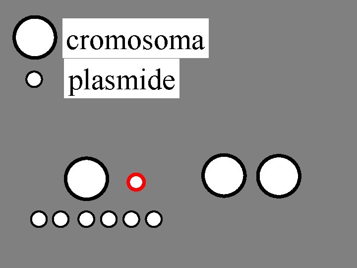 cromosoma plasmide 
