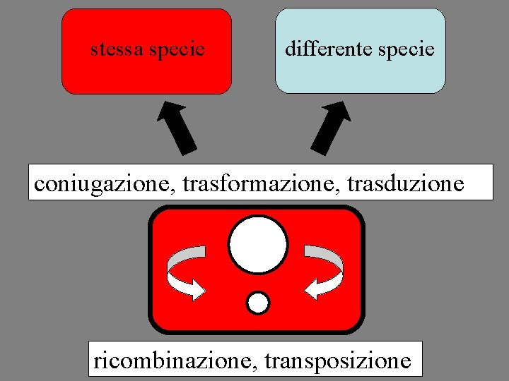 stessa specie differente specie coniugazione, trasformazione, trasduzione ricombinazione, transposizione 