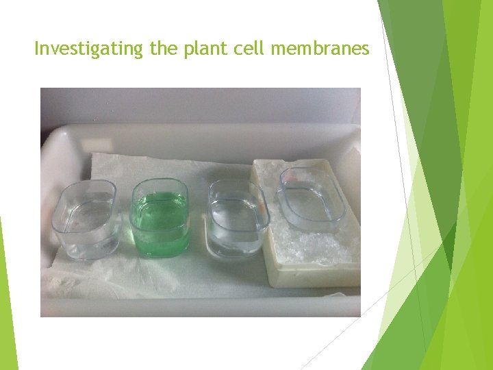 Investigating the plant cell membranes 