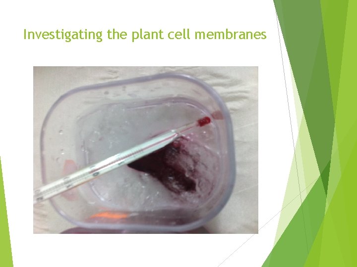 Investigating the plant cell membranes 