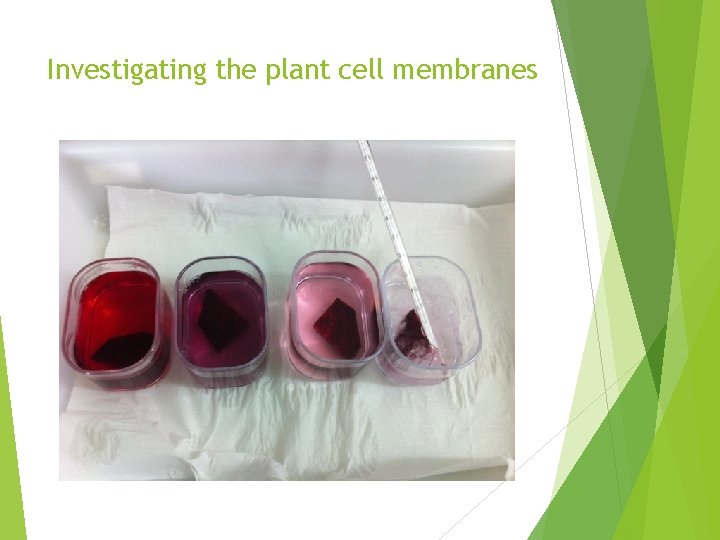 Investigating the plant cell membranes 