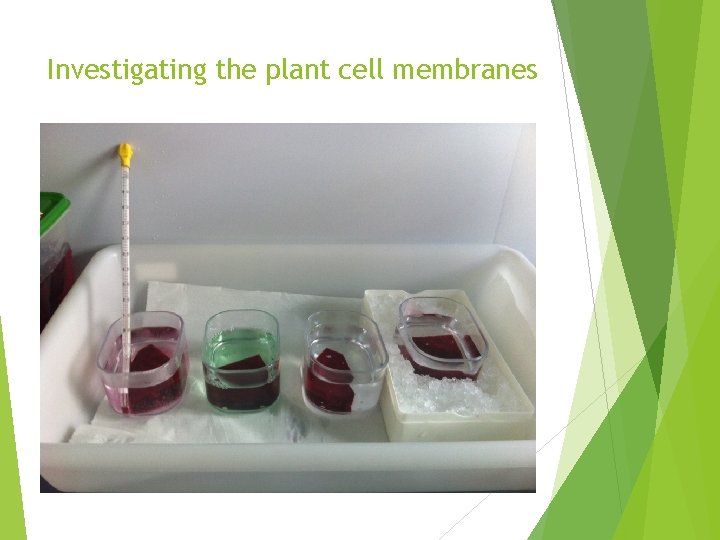 Investigating the plant cell membranes 