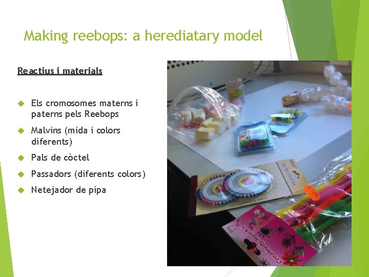 Making reebops: a herediatary model Reactius i materials Els cromosomes materns i paterns pels