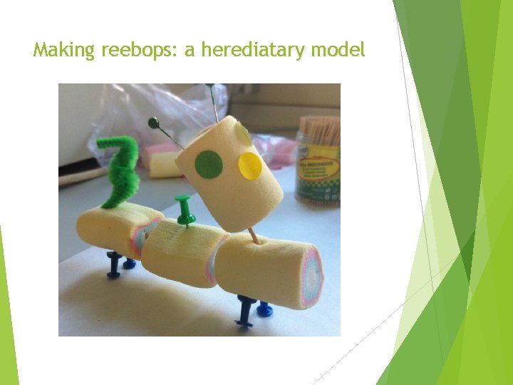 Making reebops: a herediatary model 