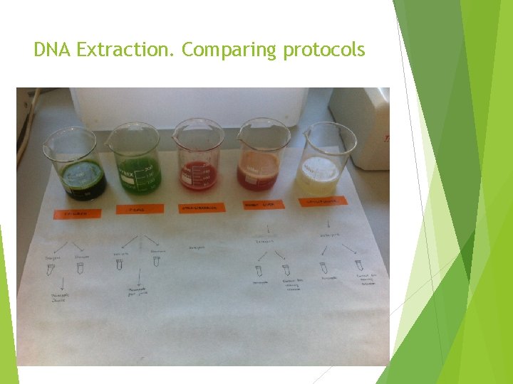 DNA Extraction. Comparing protocols 