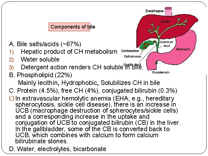 Components of bile A. Bile salts/acids (~67%) 1) Hepatic product of CH metabolism 2) Components of bile A. Bile salts/acids (~67%) 1) Hepatic product of CH metabolism 2)