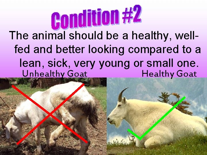 The animal should be a healthy, wellfed and better looking compared to a lean,
