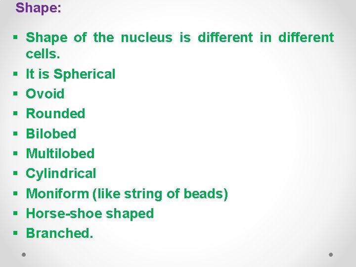 Shape: § Shape of the nucleus is different in different cells. § It is