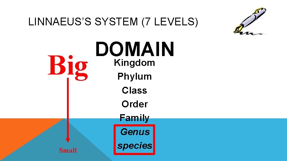 LINNAEUS’S SYSTEM (7 LEVELS) Big Small DOMAIN Kingdom Phylum Class Order Family Genus species