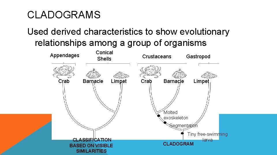 CLADOGRAMS Used derived characteristics to show evolutionary relationships among a group of organisms Appendages
