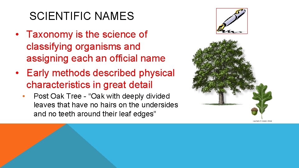 SCIENTIFIC NAMES • Taxonomy is the science of classifying organisms and assigning each an