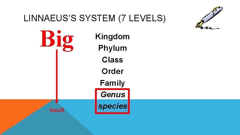 LINNAEUS’S SYSTEM (7 LEVELS) Big Small Kingdom Phylum Class Order Family Genus species 