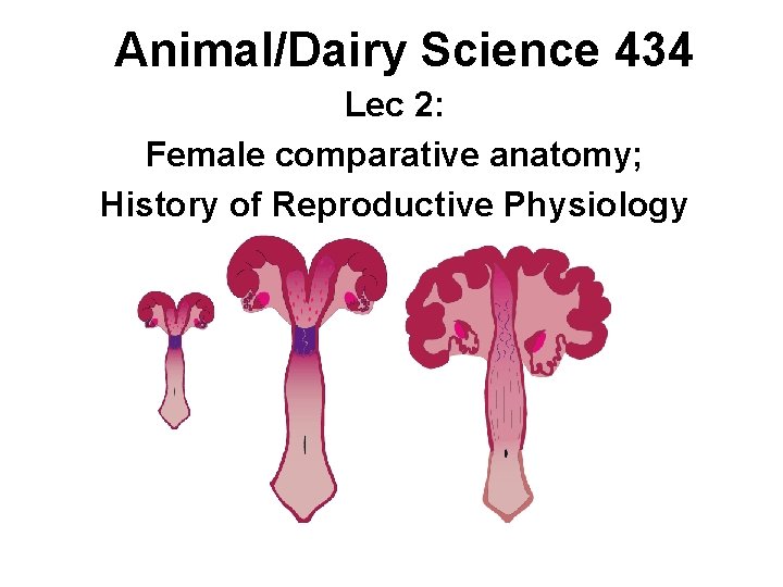Animal/Dairy Science 434 Lec 2: Female comparative anatomy; History of Reproductive Physiology 