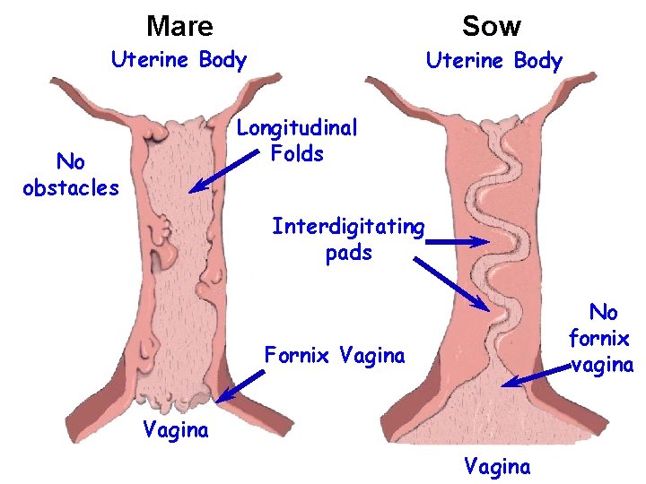 Mare Sow Uterine Body Longitudinal Folds No obstacles Interdigitating pads No fornix vagina Fornix