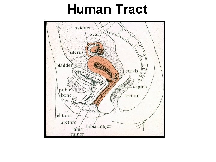 Human Tract 