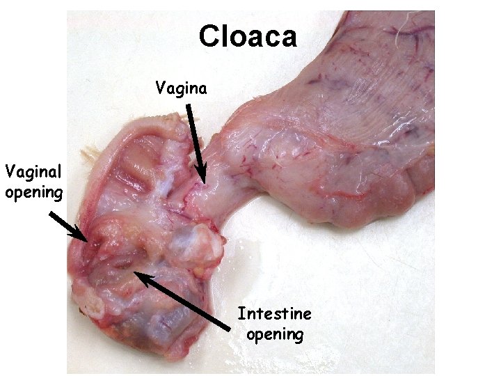 Cloaca Vaginal opening Intestine opening 