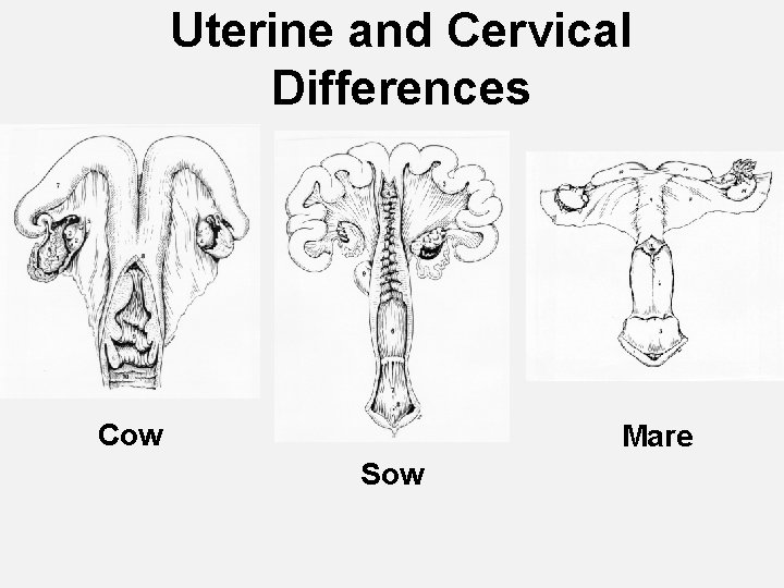 Uterine and Cervical Differences Cow Mare Sow 