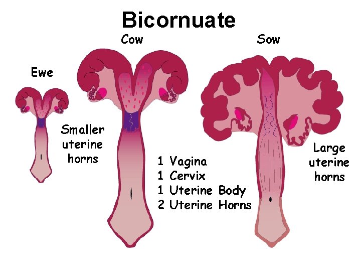 Bicornuate Cow Sow Ewe Smaller uterine horns 1 1 1 2 Vagina Cervix Uterine