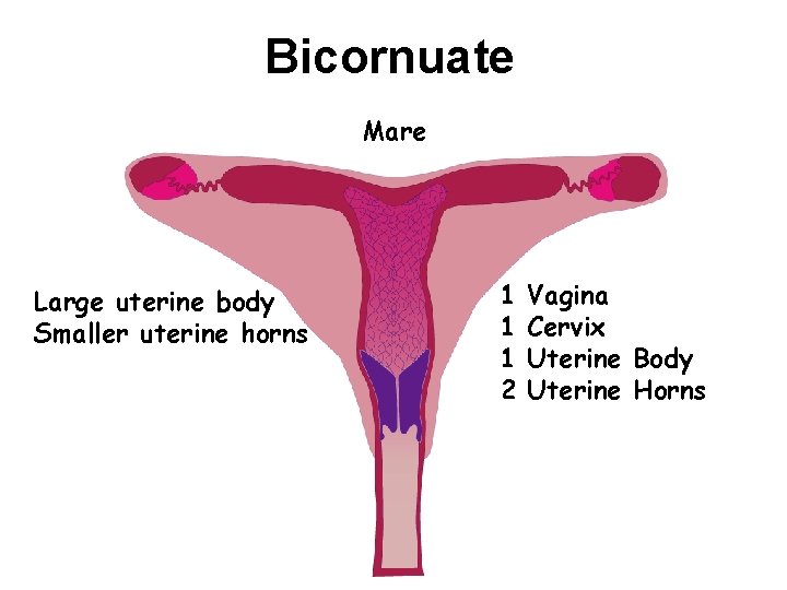 Bicornuate Mare Large uterine body Smaller uterine horns 1 1 1 2 Vagina Cervix