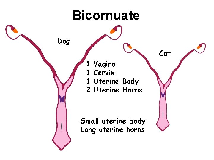 Bicornuate Dog Cat 1 1 1 2 Vagina Cervix Uterine Body Uterine Horns Small