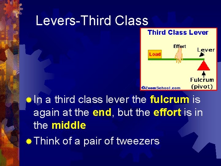 Levers-Third Class ® In a third class lever the fulcrum is again at the