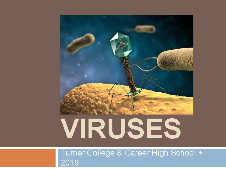 VIRUSES Turner College & Career High School 2016 