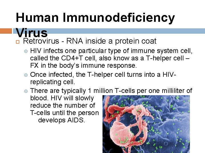 Human Immunodeficiency Virus Retrovirus - RNA inside a protein coat HIV infects one particular