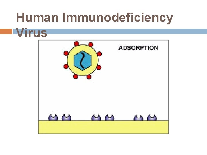 Human Immunodeficiency Virus 