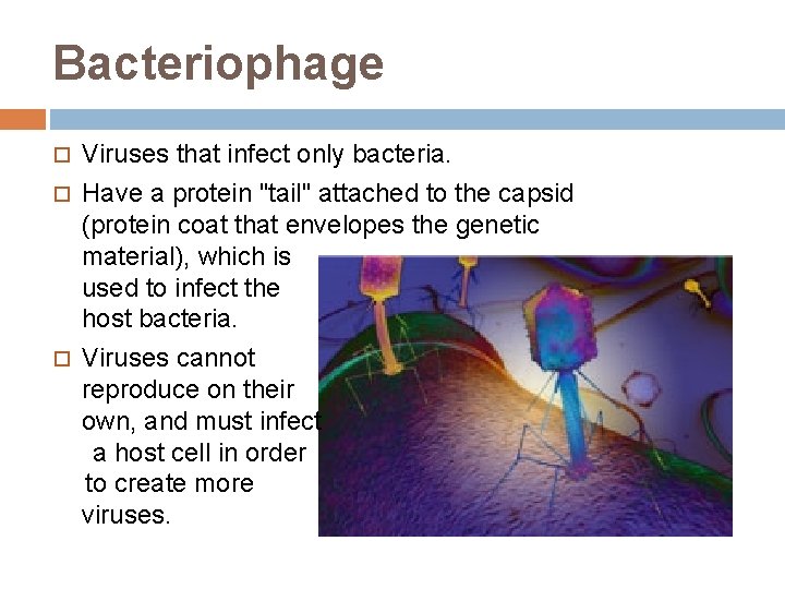 Bacteriophage Viruses that infect only bacteria. Have a protein "tail" attached to the capsid