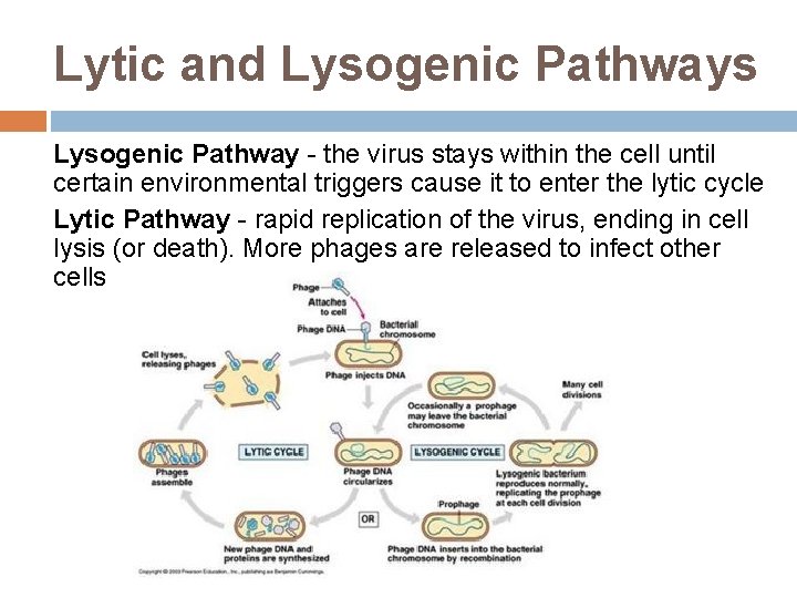 Lytic and Lysogenic Pathways Lysogenic Pathway - the virus stays within the cell until