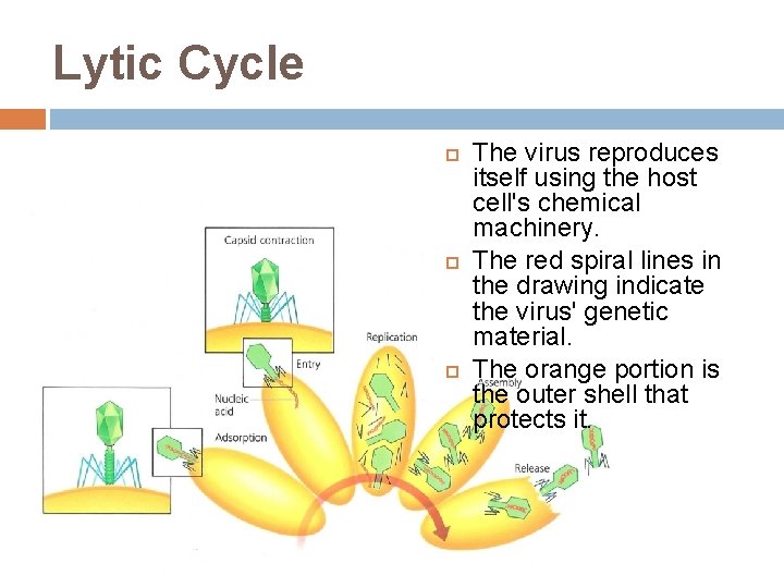 Lytic cycle Lytic Cycle The virus reproduces itself using the host cell's chemical machinery.