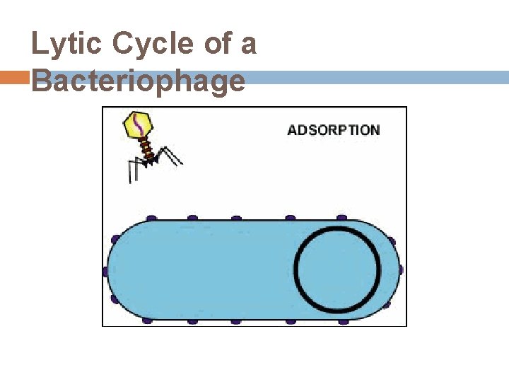 Lytic Cycle of a Bacteriophage 