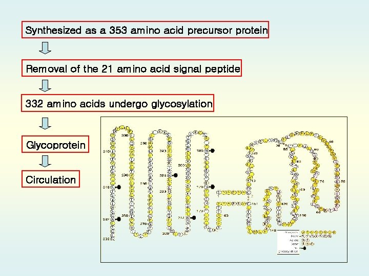 Synthesized as a 353 amino acid precursor protein Removal of the 21 amino acid