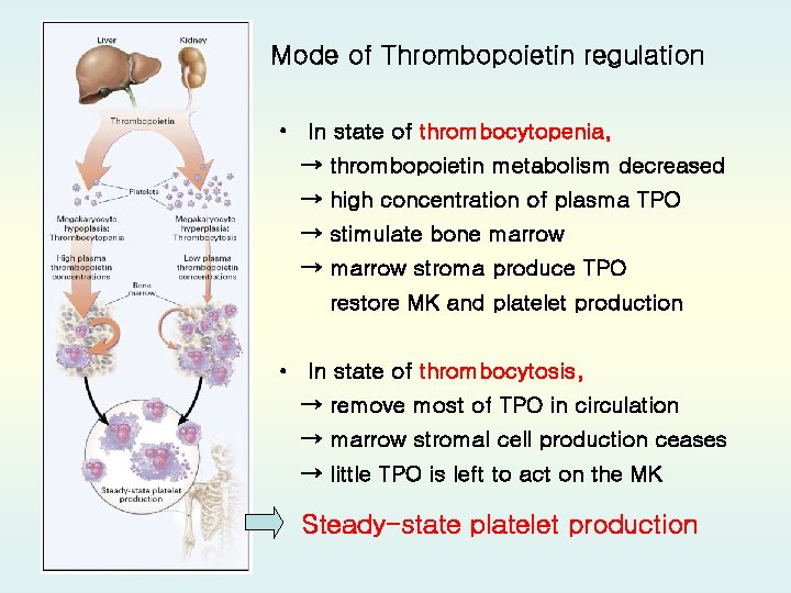 Mode of Thrombopoietin regulation • In state of thrombocytopenia, → thrombopoietin metabolism decreased →