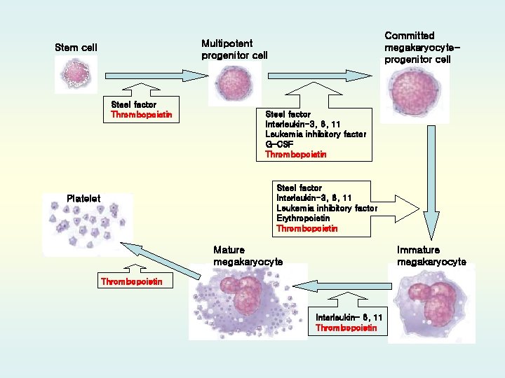 Committed megakaryocyteprogenitor cell Multipotent progenitor cell Stem cell Steel factor Thrombopoietin Steel factor Interleukin-3,