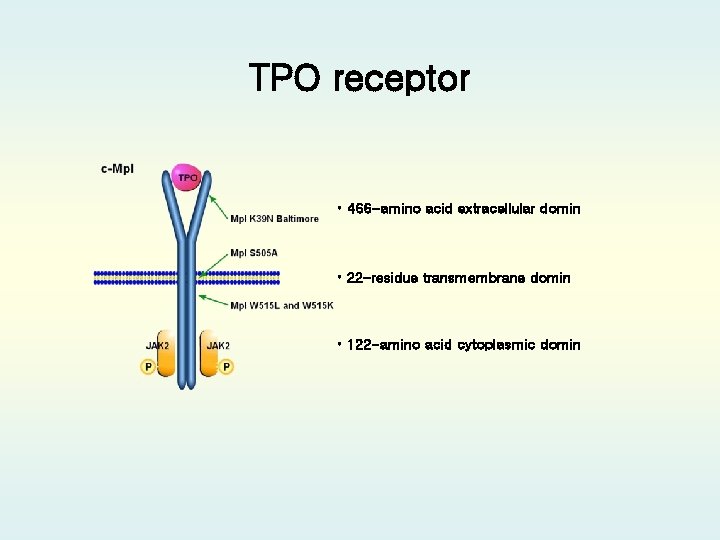 TPO receptor • 466 -amino acid extracellular domin • 22 -residue transmembrane domin •