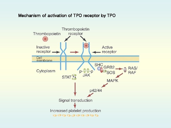 Mechanism of activation of TPO receptor by TPO 