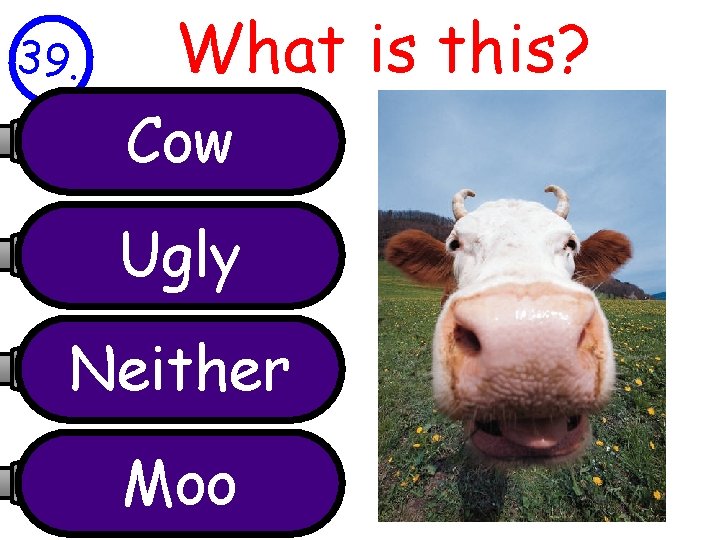 39. What is this? Cow Ugly Neither Moo 