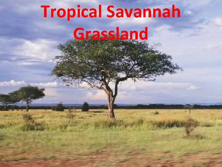 Tropical Savannah Grassland 