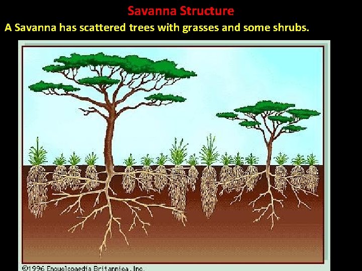 Savanna Structure A Savanna has scattered trees with grasses and some shrubs. 