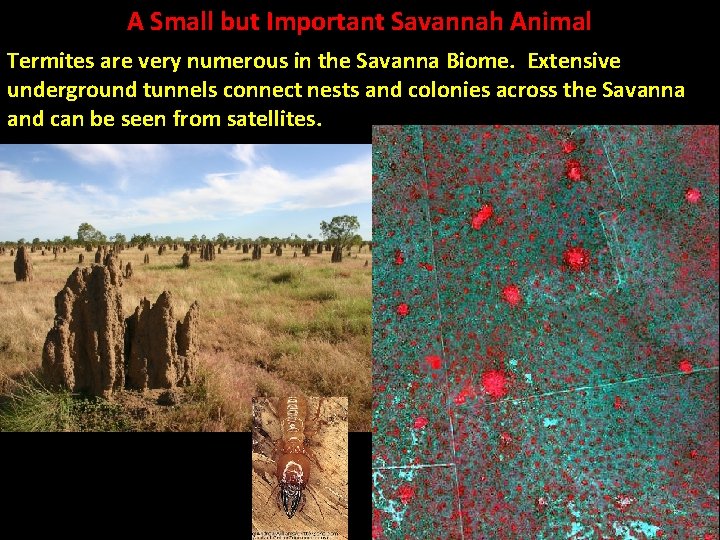 A Small but Important Savannah Animal Termites are very numerous in the Savanna Biome.