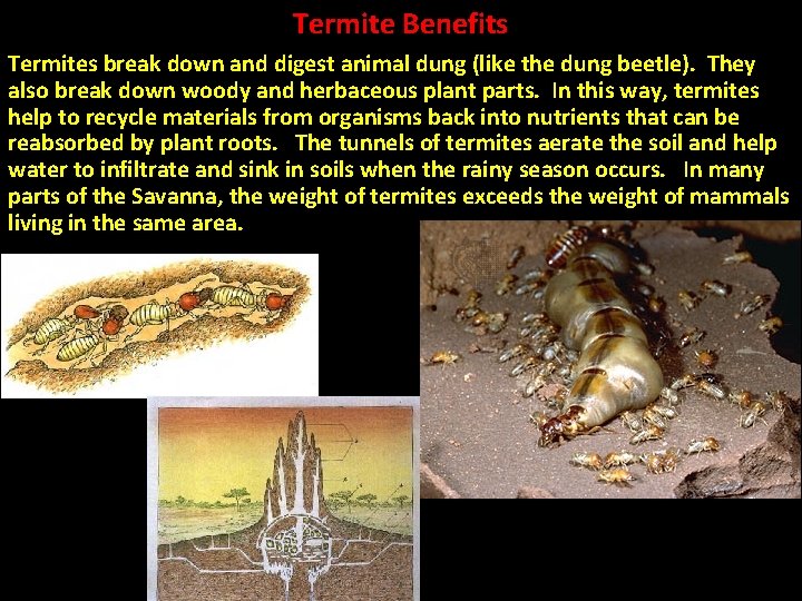 Termite Benefits Termites break down and digest animal dung (like the dung beetle). They