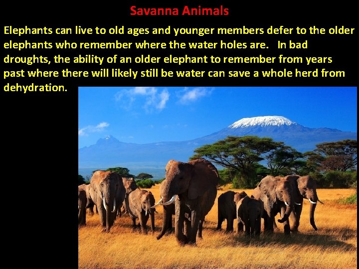 Savanna Animals Elephants can live to old ages and younger members defer to the