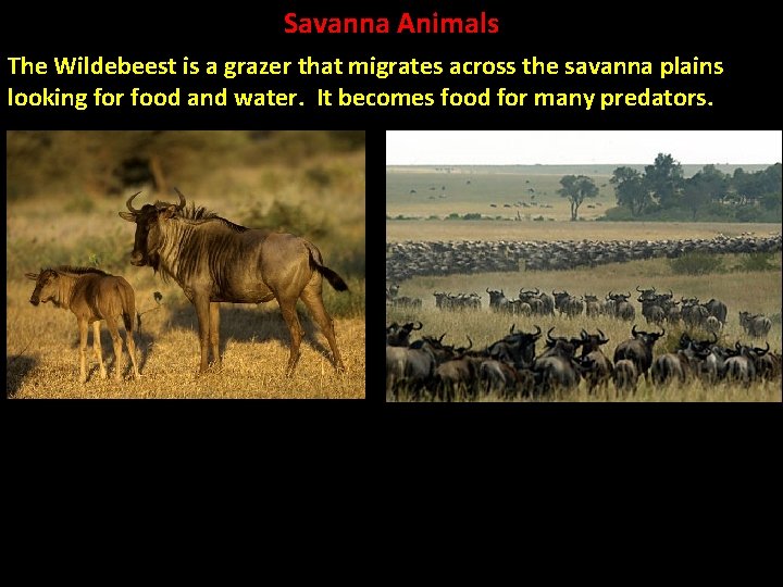 Savanna Animals The Wildebeest is a grazer that migrates across the savanna plains looking