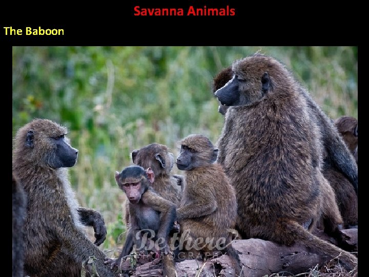 Savanna Animals The Baboon 