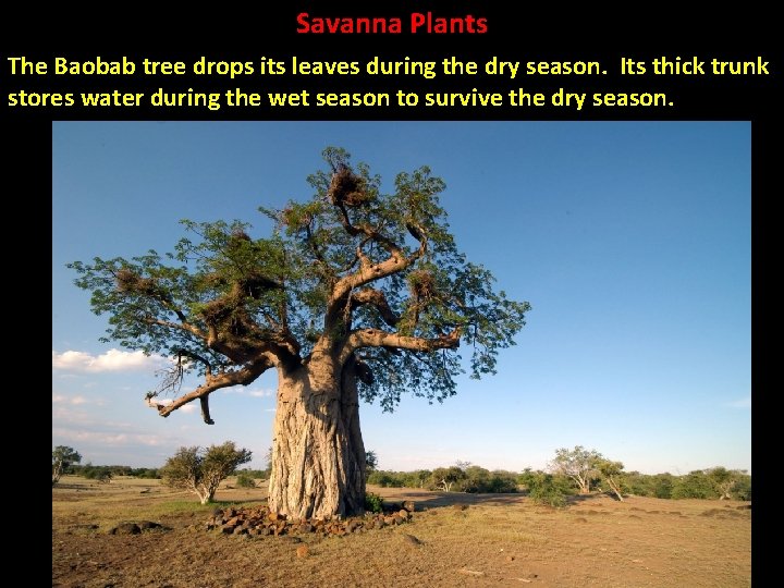 Savanna Plants The Baobab tree drops its leaves during the dry season. Its thick