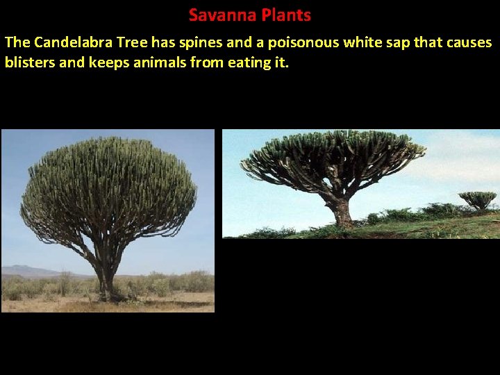 Savanna Plants The Candelabra Tree has spines and a poisonous white sap that causes