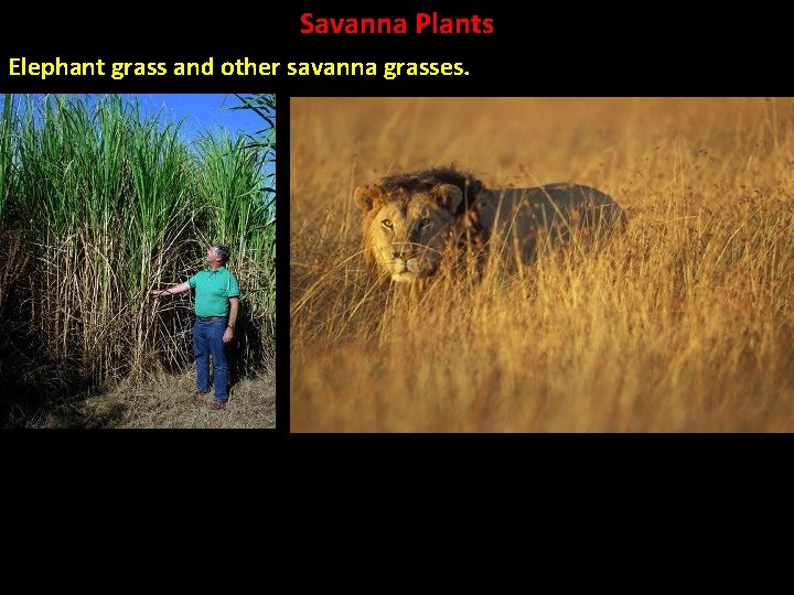 Savanna Plants Elephant grass and other savanna grasses. 