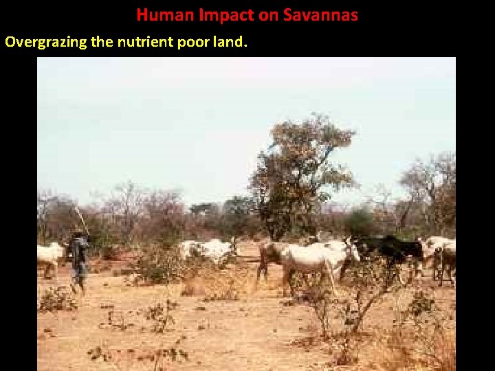 Human Impact on Savannas Overgrazing the nutrient poor land. 