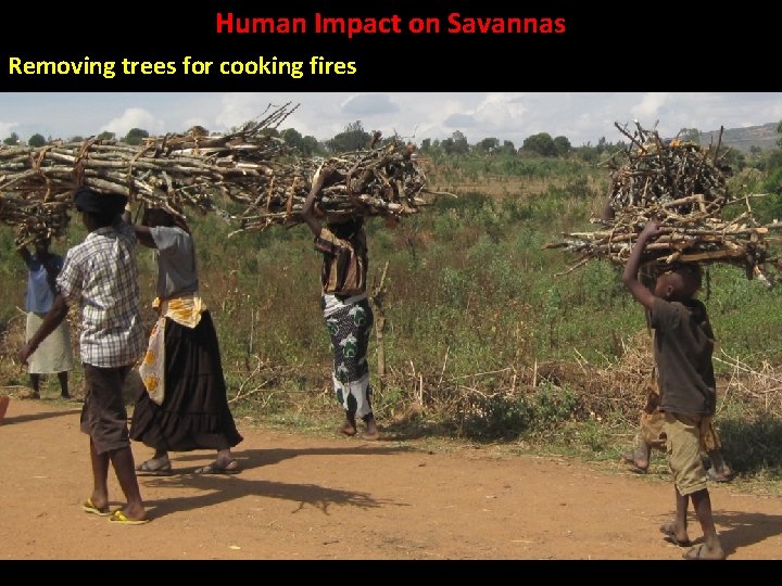 Human Impact on Savannas Removing trees for cooking fires 